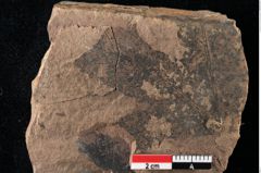 Foto (Detailansicht) von Xylomites liquidambaris Ettingshausen (NHMW-GEO-2024-0188-0057)